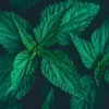 Brennnessel   Volumen Styling Mousse 200 ml