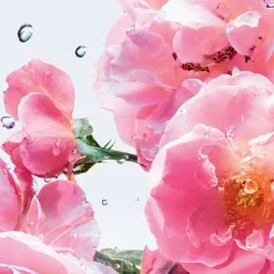 DIOR Miss Dior Rose N'Roses Roller | baslerbeauty
