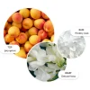 Graceful Apricot & Freesia   Body Lotion 300 ml
