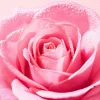 Very Rose   Creamy Cleansing Milk 200 ml